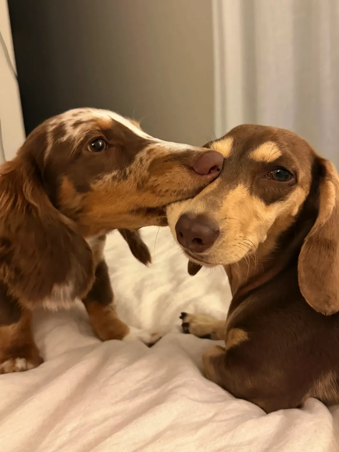 Photo of Maple and Milo, Laird’s two companions